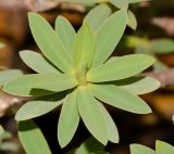 Euphorbia balsamifera. Верхушка побега с формирующимся соцветием. Испания, автономное сообщество Канарские острова, остров Фуэртевентура, провинция Лас Пальмас, муниципалитет Ла Олива, восточные окр. пос. Эль Котильо, предгорная равнина, пояс суккулентных кустарников. 08.03.2016.