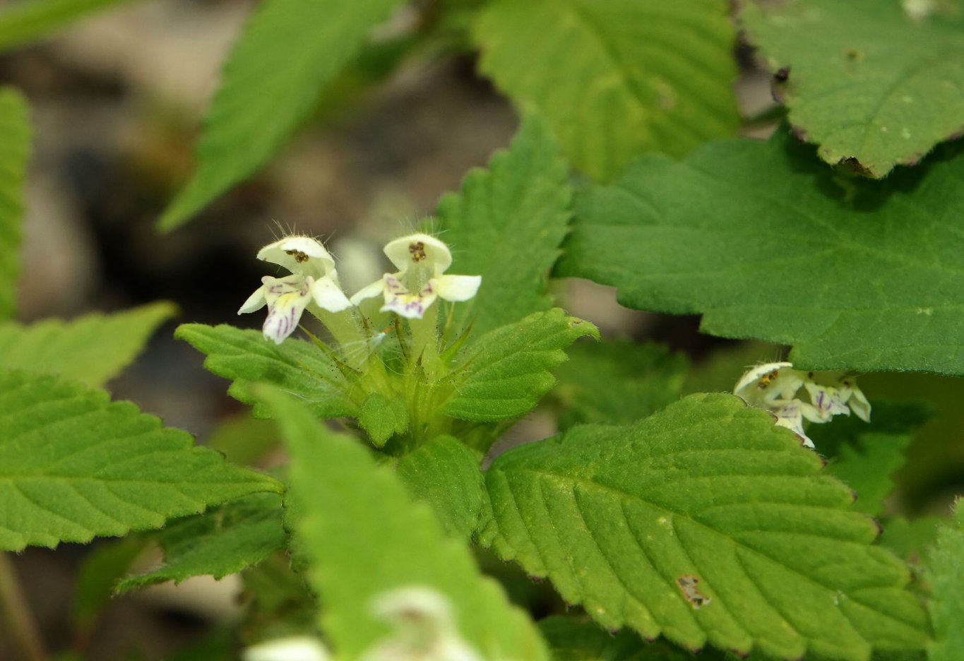 Изображение особи Galeopsis bifida.