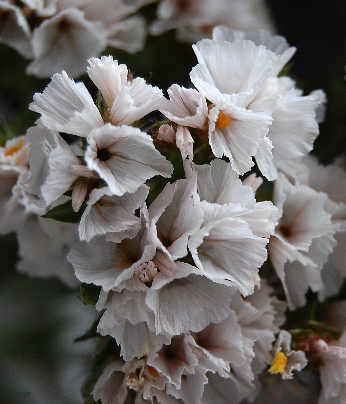 Изображение особи Limonium sinuatum.