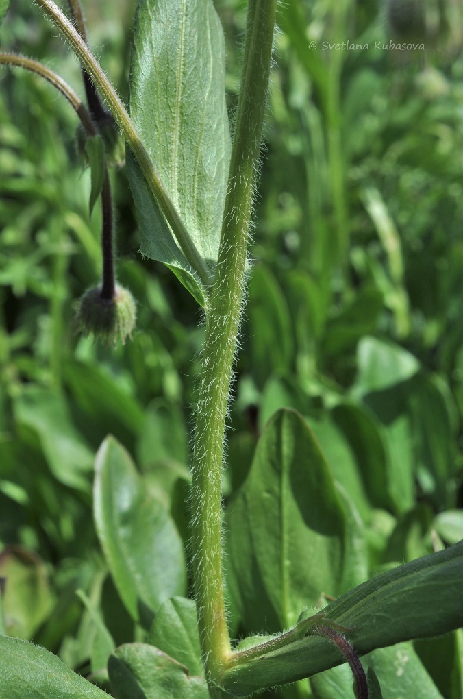 Изображение особи род Erigeron.