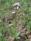 Valeriana chionophila. Цветущее растение на глинистом склоне. Сырдарьинский Каратау, Каратауский заповедник, ур. Казанбулак. 25.04.2013.