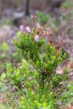 Phyllodoce caerulea. Цветущее и плодоносящее растение в воронично-кустарничковой тундре. Мурманская обл., п-ов Рыбачий, побережье губы Большая Мотка. 14.08.2016.