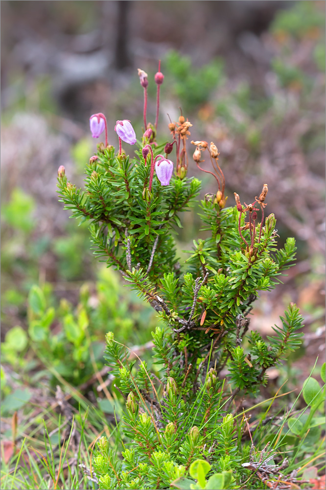 Изображение особи Phyllodoce caerulea.