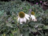 Echinacea purpurea. Верхушка побега с соцветиями (культивар). Крым, пос. Партенит, парк \"Айвазовское\". 17.10.2016.