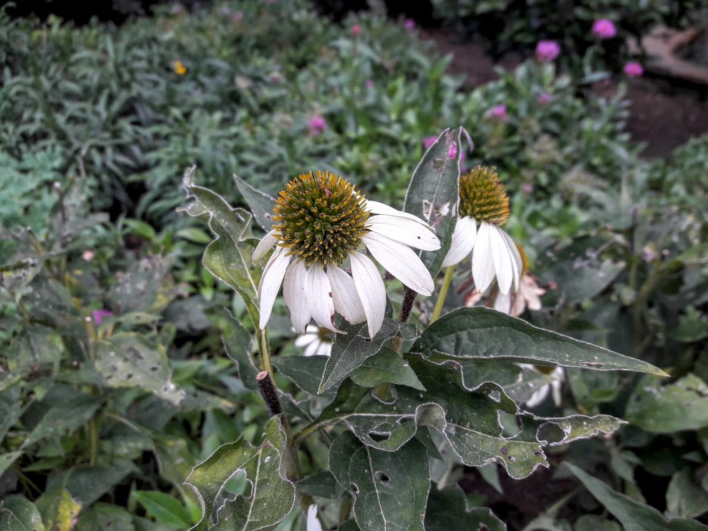 Изображение особи Echinacea purpurea.