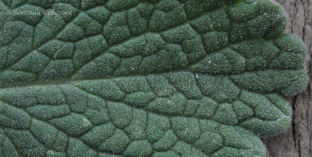 Image of Nepeta mussinii specimen.