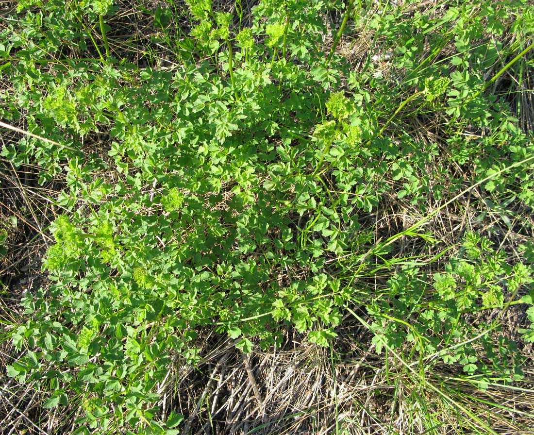 Image of Thalictrum minus specimen.