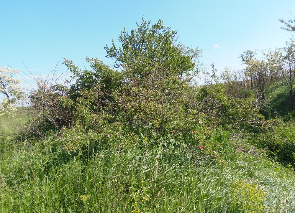 Image of Rosa koso-poljanskii specimen.