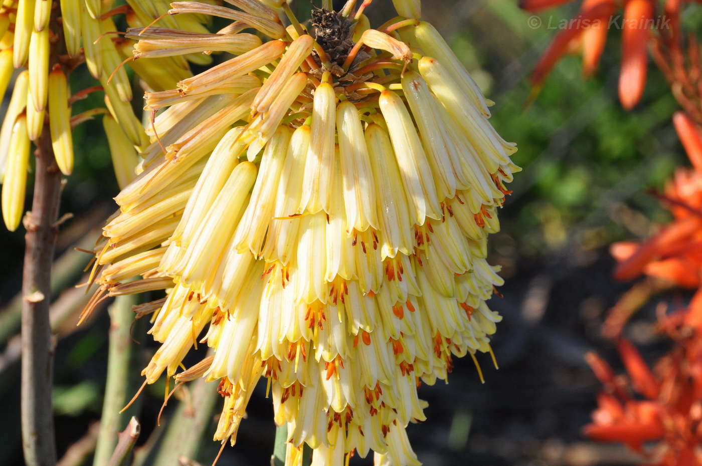 Image of genus Aloe specimen.