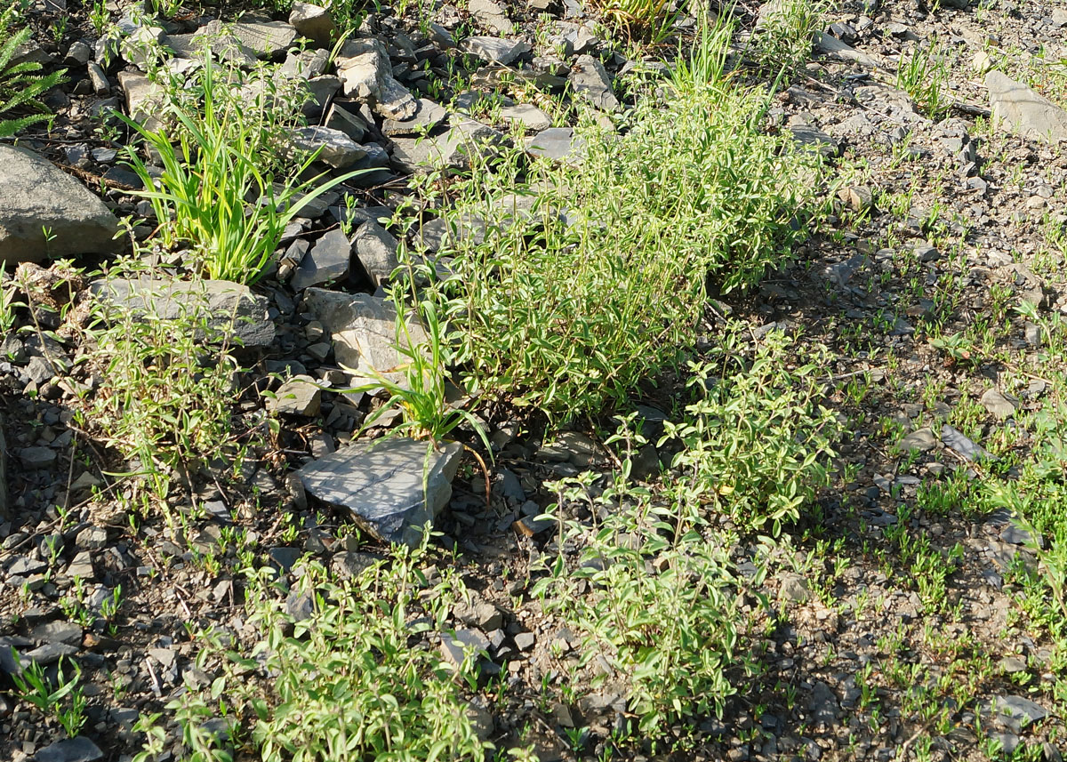 Image of Ziziphora clinopodioides specimen.