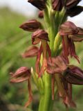 Orchis anthropophora. Цветки. ФРГ, земля Северный Рейн-Вестфалия, р-н Ойскирхен, окр. г. Бад-Мюнстерайфель, травянистый склон с кустами можжевельника. 27 мая 2010 г.