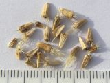 Jurinea iljinii