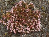 Loiseleuria procumbens. Цветущая куртина. Магаданская обл., Ольский р-н, Ольское шоссе, на приморской сопке. 05.06.2016.