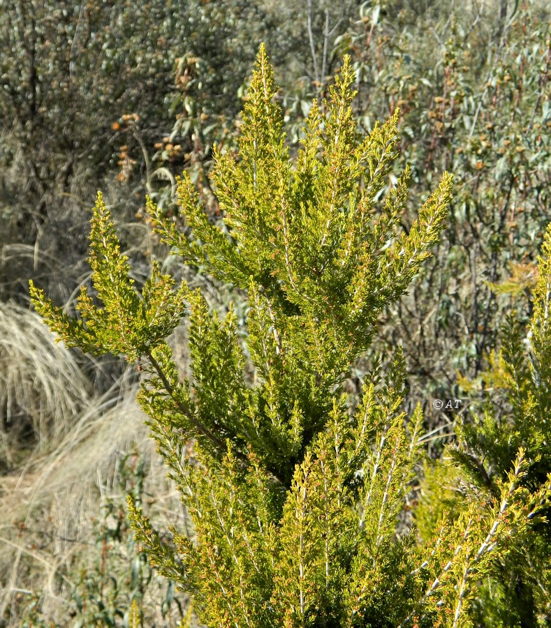 Image of Erica arborea specimen.