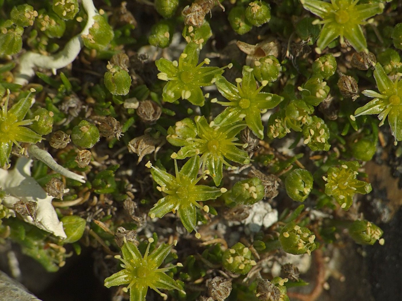 Изображение особи Stellaria sibirica.