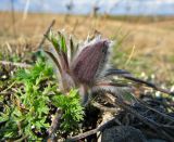 Pulsatilla bohemica. Побег с бутоном на степном склоне (повторное осеннее цветение). Украина, Донецкая область, Старобешевский р-н, восточнее с. Обильное. 19.10.2008.