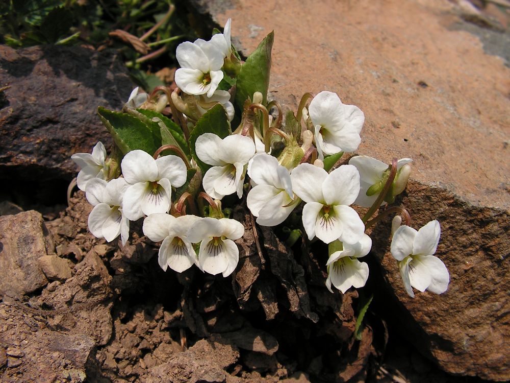 Изображение особи Viola pacifica.