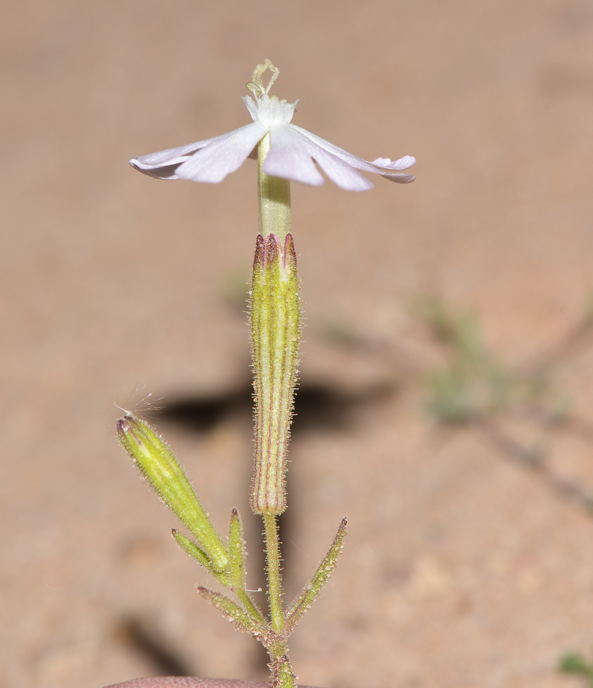 Изображение особи Silene villosa.