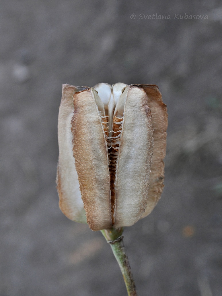 Image of Fritillaria pallidiflora specimen.