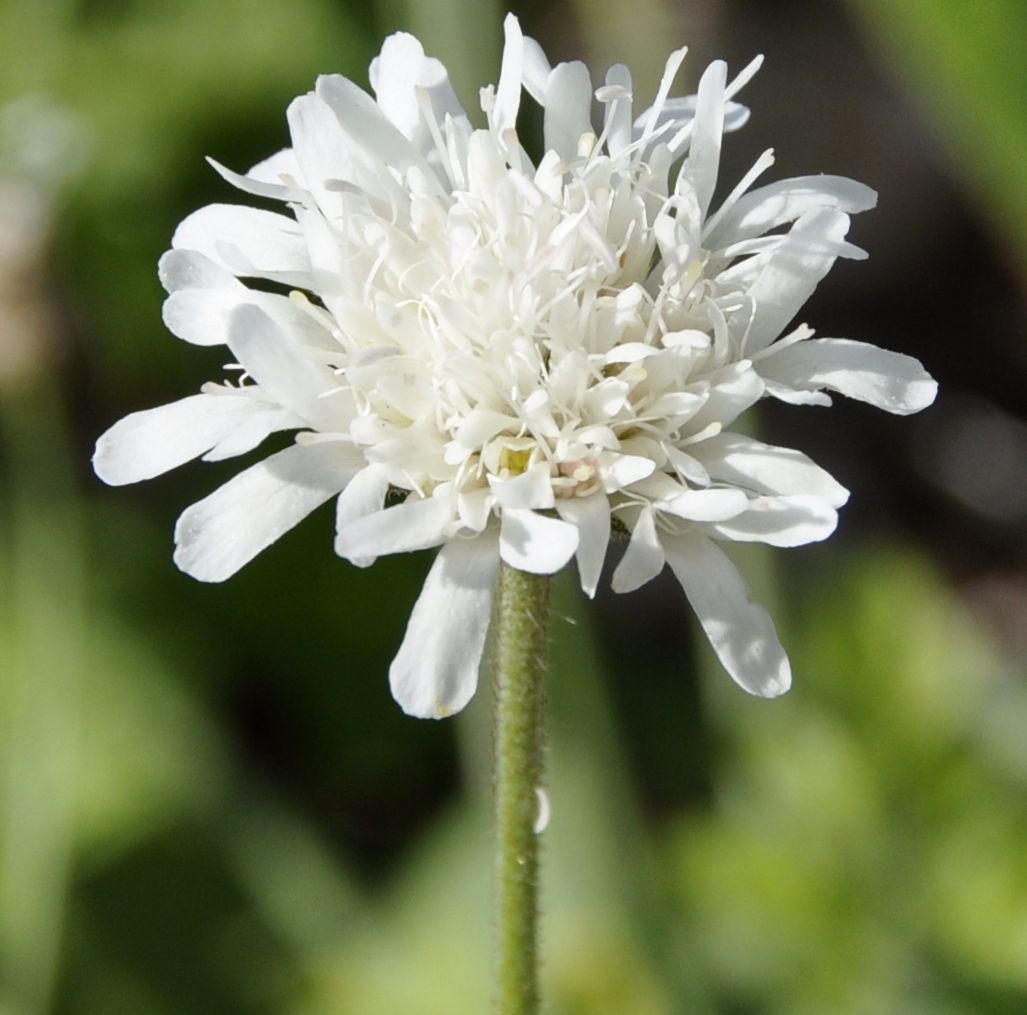 Изображение особи Knautia ambigua.