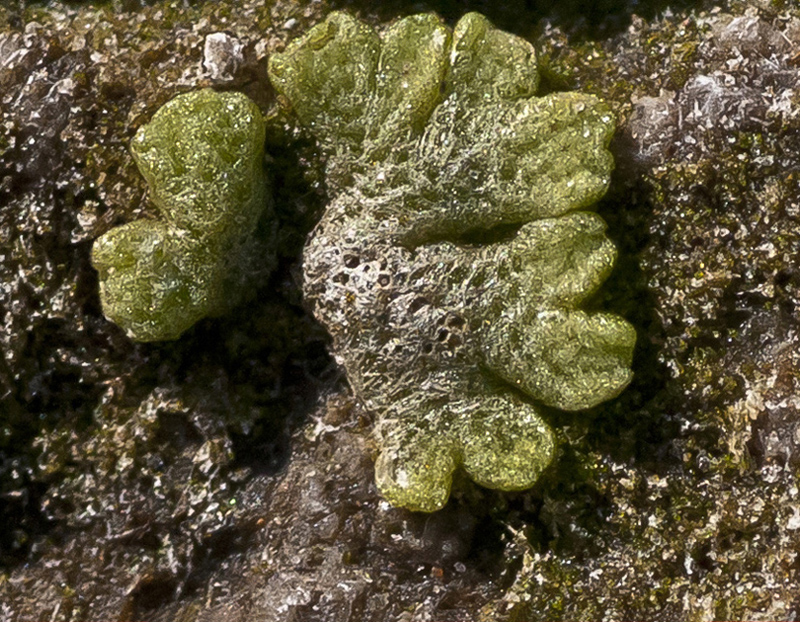 Image of Riccia cavernosa specimen.