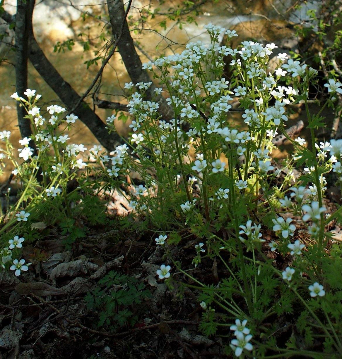 Изображение особи Saxifraga irrigua.