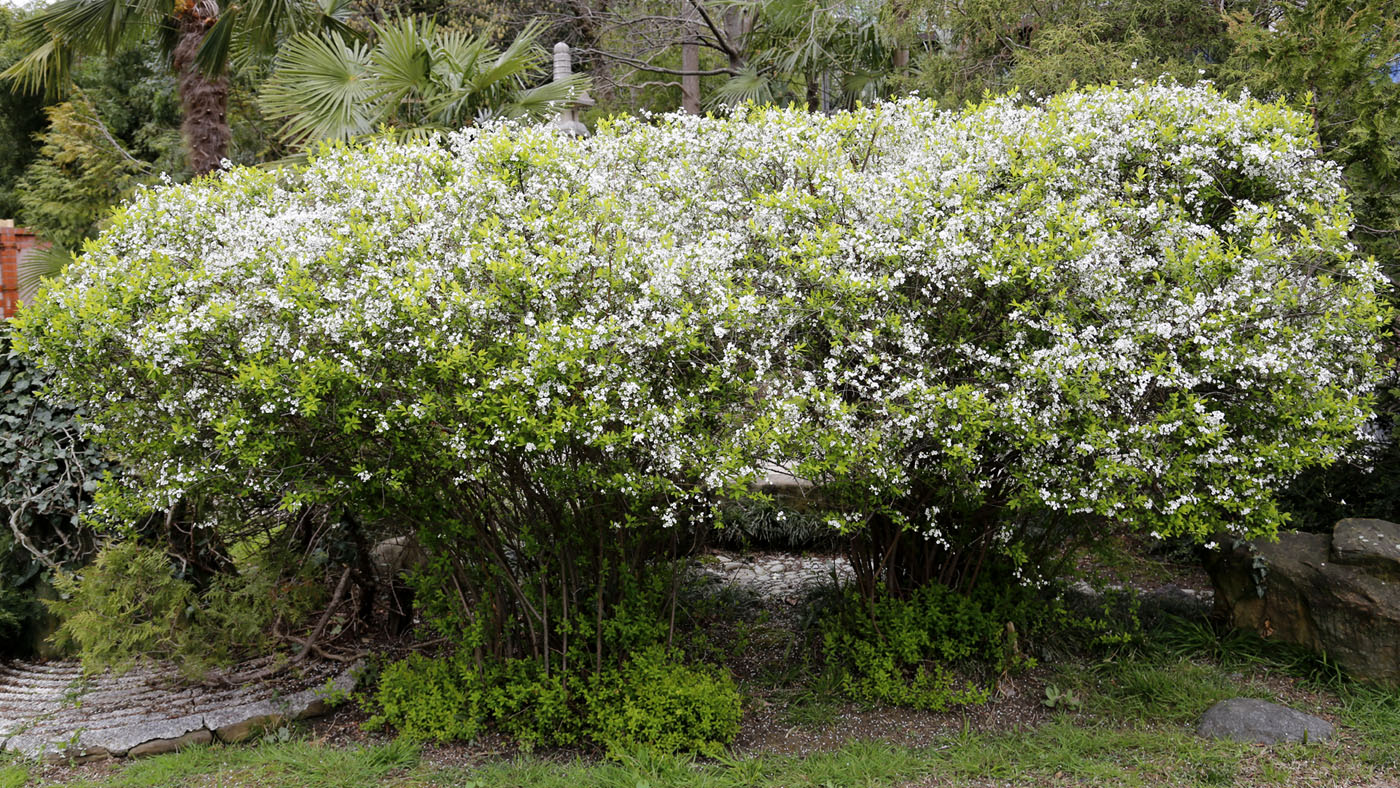 Image of Spiraea × arguta specimen.