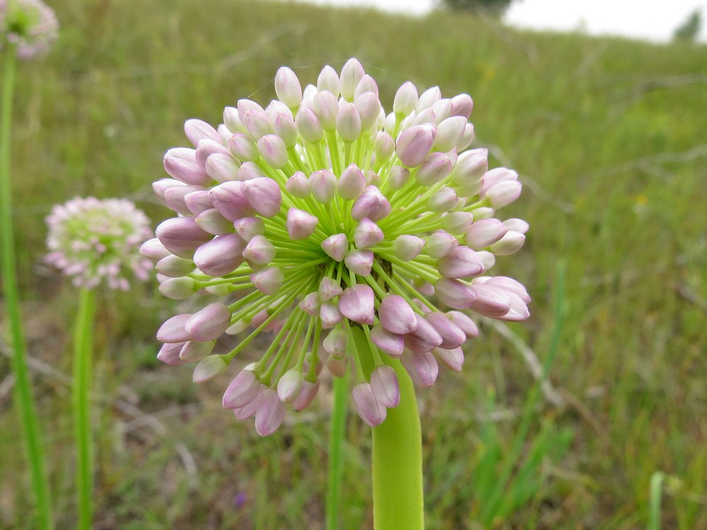 Image of Allium nutans specimen.