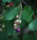 Amelanchier alnifolia. Побег с соплодием и с плодами разной степени зрелости. Пермский край, г. Пермь, Кировский р-н, подлесок соснового бора. 09.07.2016.