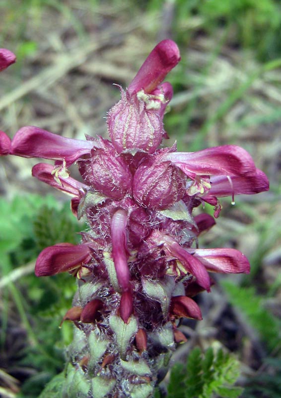Image of Pedicularis alberti specimen.