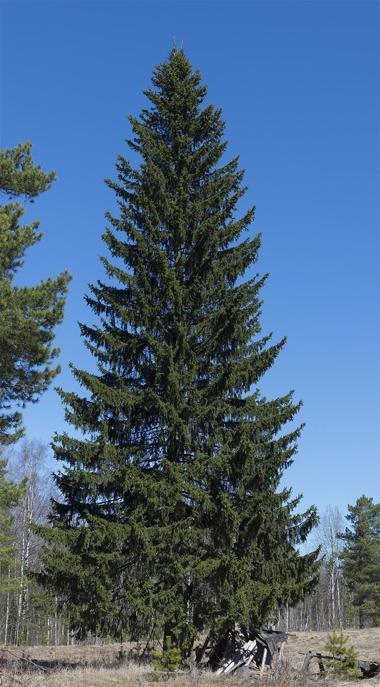 Изображение особи Picea obovata.