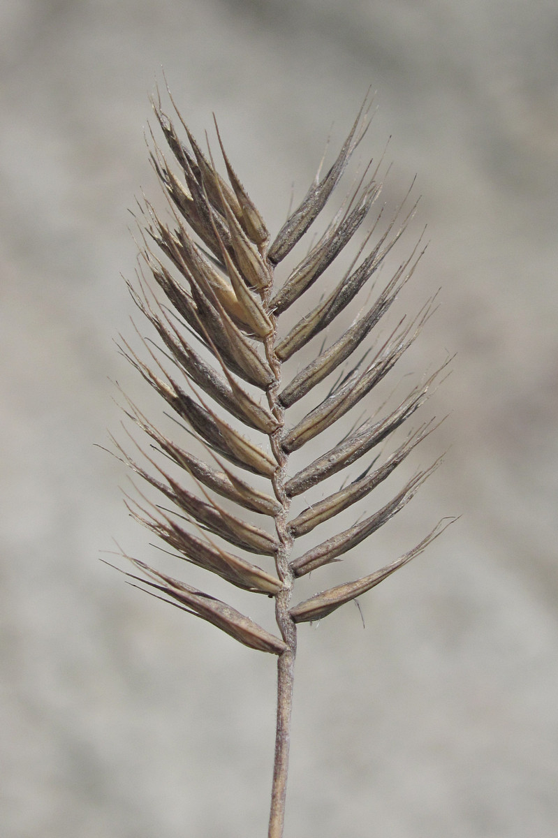 Image of Agropyron pinifolium specimen.