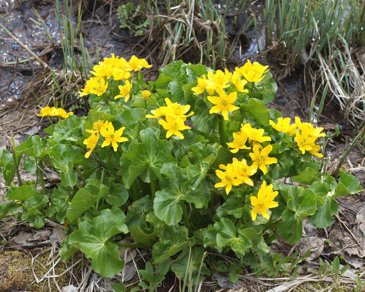 Image of Caltha polypetala specimen.