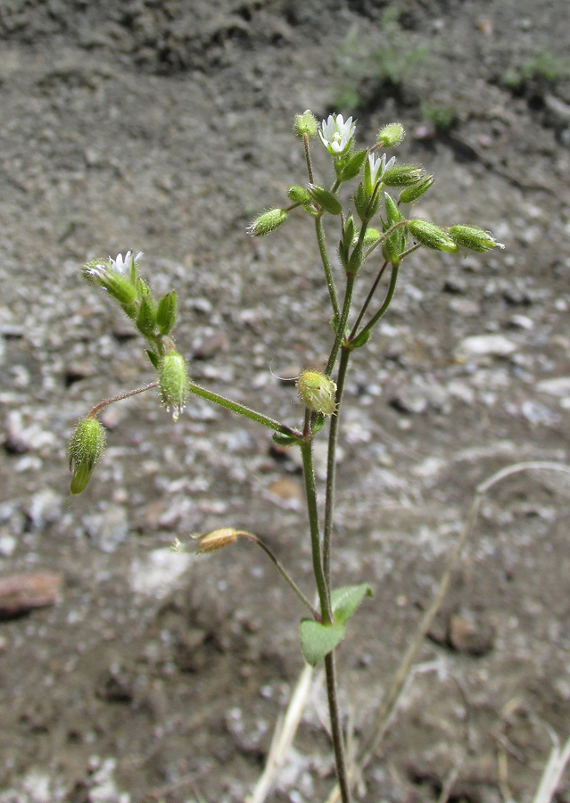 Изображение особи Cerastium holosteoides.