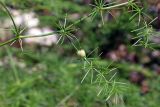 Asparagus neglectus