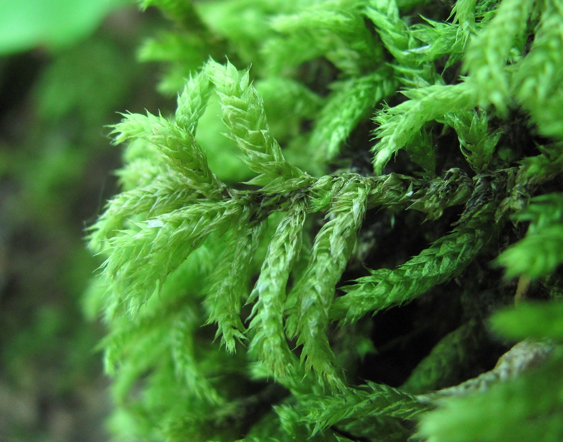 Image of familia Brachytheciaceae specimen.