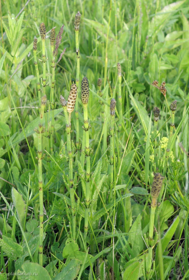 Image of Equisetum palustre specimen.