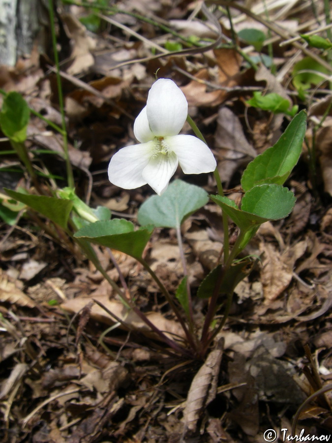 Изображение особи Viola sieheana.