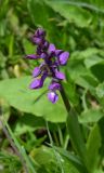 Anacamptis morio ssp. caucasica