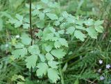 genus Thalictrum