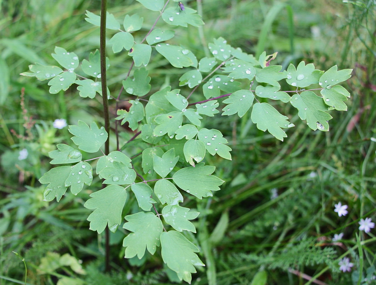 Изображение особи род Thalictrum.