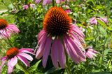 Echinacea purpurea