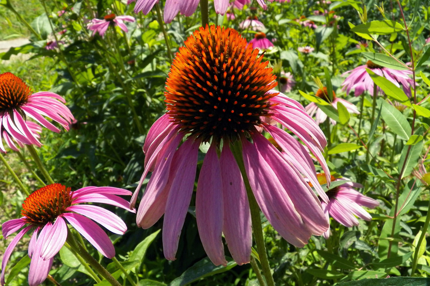 Изображение особи Echinacea purpurea.