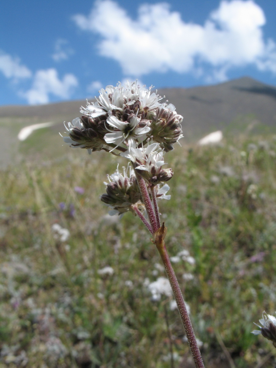 Image of Gypsophila cephalotes specimen.