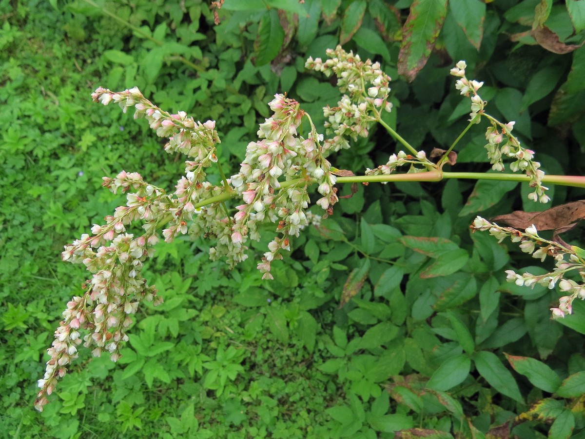 Image of Aconogonon bucharicum specimen.