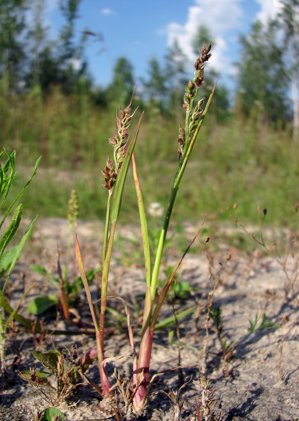 Image of Echinochloa crus-galli specimen.