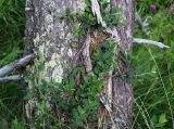 Cotoneaster integerrimus
