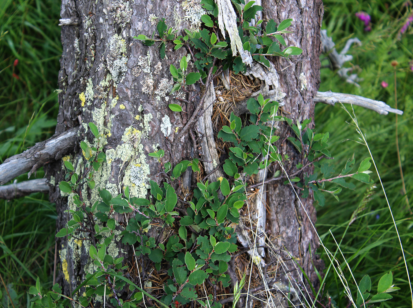 Image of Cotoneaster integerrimus specimen.