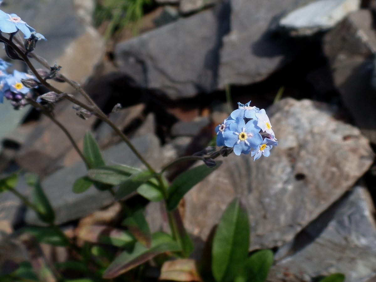 Image of Myosotis austrosibirica specimen.