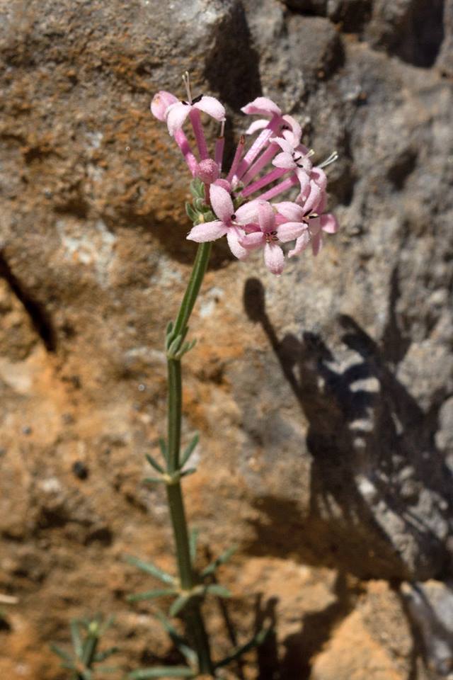 Image of Asperula pubescens specimen.